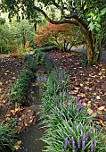 Perennial Liriope Muscari Big blue line stream in flower late autumn garden November