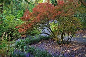 Deciduous shrub Enkianthus perulatus in a late autumn garden in November