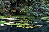 Autumnal reflections in garden pond late autumn