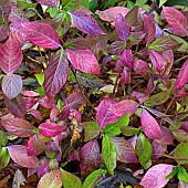 Hydrangea Mowe - Hortensia November