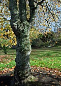 Liriodendron tulipifera