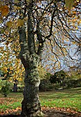 Liriodendron tulipifera