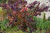 Cotinus coggygria Grace - (Smoke Tree)