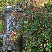 Abelia xgrandiflora Caprifoliaceae