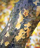 Parrotia persica Persian Ironwood