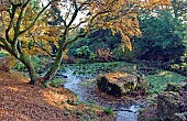 Acer Palmatum with Pond in glorious Autumn colour at Batsford Arboretum, Batsford, Moreton in the Marsh, Gloucestershire, England, United Kingdom, UK, Europe