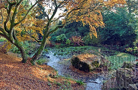 Acer_Palmatum_with_Pond_in_glorious_Autumn_colour_at_Batsford_Arboretum_Batsford_Moreton_in_the_Mars