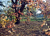 Persian Ironwood Tree Parrotia Persica