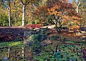 Acer palmatum with Bridge and Pond with glorious Autumn colour at Batsford Arboretum,