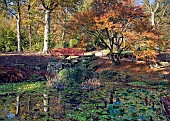 Acer palmatum with Bridge and Pond with glorious Autumn colour at Batsford Arboretum,
