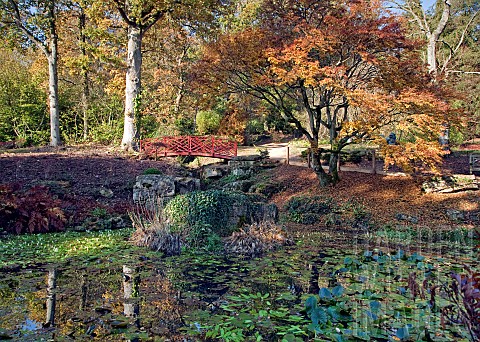 Acer_palmatum_with_Bridge_and_Pond_with_glorious_Autumn_colour_at_Batsford_Arboretum