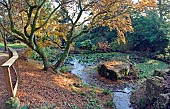 Acer palmatum with Pond in glorious Autumn colour at Batsford Arboretum, Batsford, Moreton in the Marsh, Gloucestershire, England, United Kingdom, UK, Europe