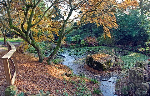 Acer_palmatum_with_Pond_in_glorious_Autumn_colour_at_Batsford_Arboretum_Batsford_Moreton_in_the_Mars