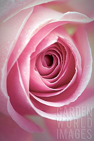 Rose_Tickled_pink
