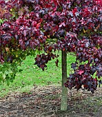 Liquidambar styraciflua Gum Ball