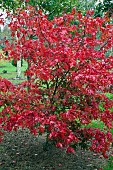 Acer palmatum Osakazuki Japanese Maple