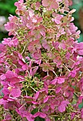 Hydrangea paniculata Tinky Winky,