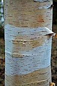 Betula ermanii Polar Bear