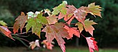 Acer freemanii Autumn Blaze