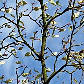 Cornus controversa Variegata Wedding Cake Tree