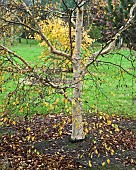 Betula ermanii Grayswood Hill Silver Birch