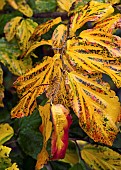 Parrotia persica Vanessa, Persian Ironwood