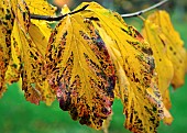 Parrotia persica Vanessa, Persian Ironwood