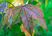 Foliage of Liquidambar acalycina Burgandy Flush