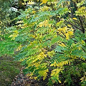 Pterocarya fraxinifolia var. dumosa