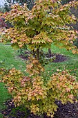 Acer palmatium Eddisbury Sango-Kaku