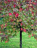 Liquidambar styraciflua Corky