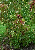 Liquidambar styraciflua Corky