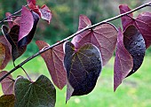 Cercis canadensis Merlot