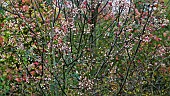 Deciduous tree Sorbus x Yunnan Pink