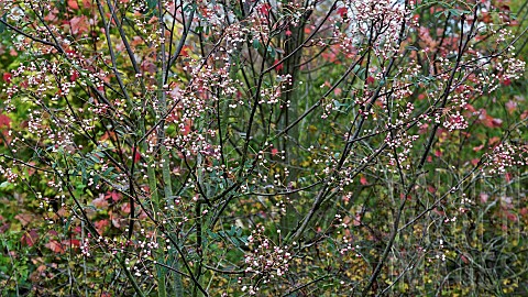 Deciduous_tree_Sorbus_x_Yunnan_Pink