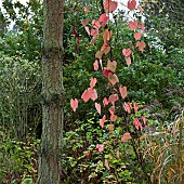 Vine Vitis coignetiae Claret Cloak