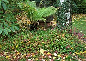 Persicaria affinis Donald Lowndes at base of Silver Birch which is playing hosy to climbing Ivy in woodland garden autumn at Bluebell Arboretum Smisby Derbyshire England United Kingdom