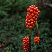 Arum italicum