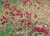 Parrotia persica tree