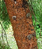 Sequoiadendron giganteum Barabits Requiem