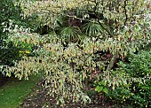 Cornus controversa Variegata