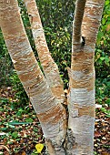 Betula ermanii Grayswood Hill Deciduous Birch