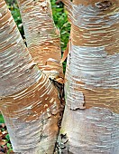 Betula ermanii Grayswood Hill Deciduous Birch