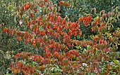 Deciduous tree Cornus kousa China Girl