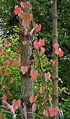 Perennial climber Vitis coignetiae Claret Cloak