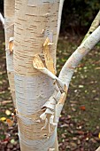 Betula utilis Doorenbos Himalayan White Birch