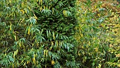 Trees conifers and shrubs with autumn colour in woodland garden