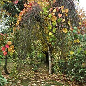 Vitis coignetiae Spetchley Red