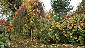 Vitis coignetiae Spetchley Red draped over trees and shrubs this is a deciduous climbing vine with good autumn colour at Bluebell Arboretum in Smisby Derbyshire England United Kingdom