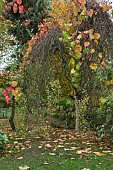 Vitis coignetiae Spetchley Red